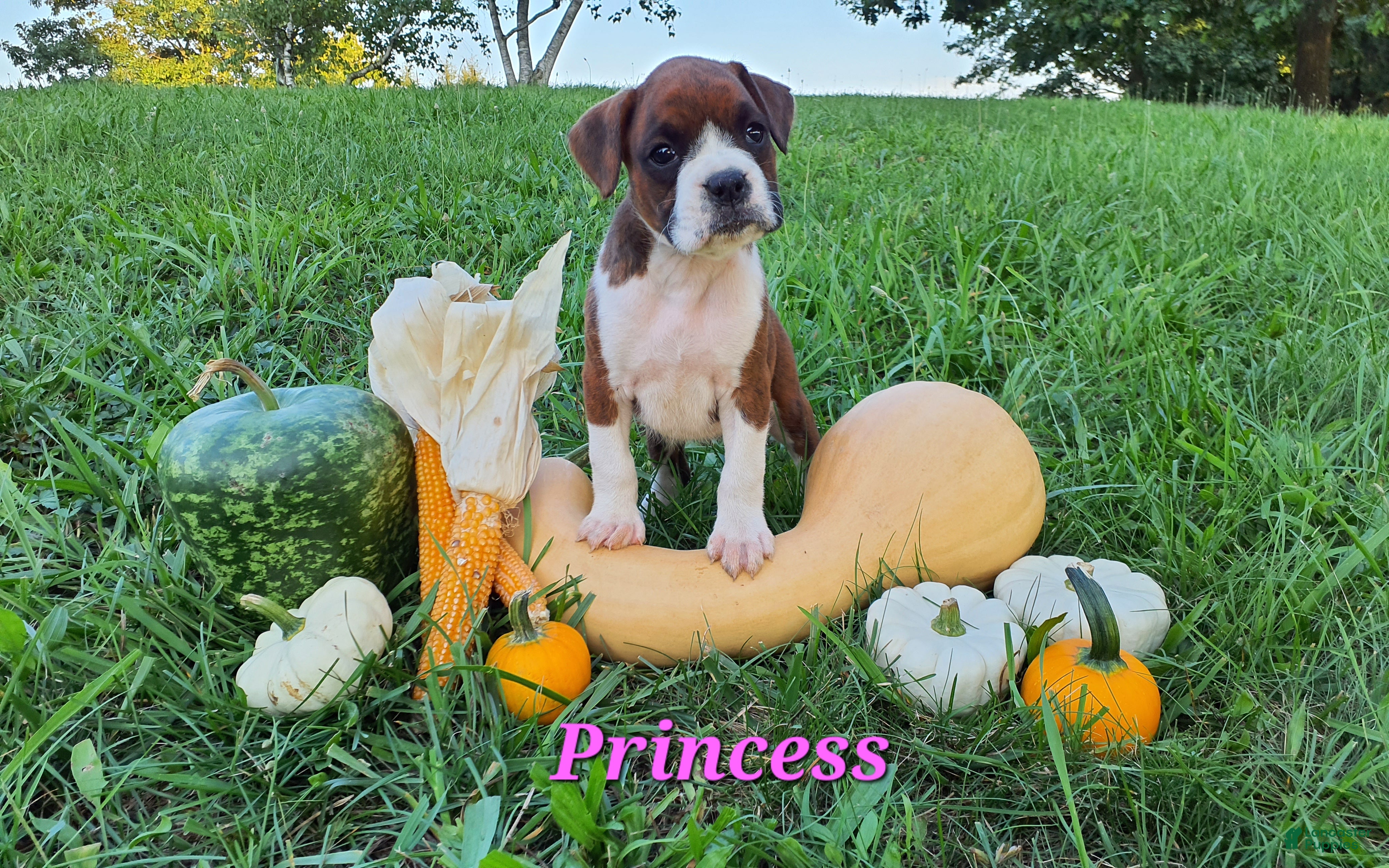 Boxer dogs Princess AKC - Ad 1