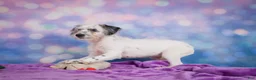 Mixed Breed dogs for sale: Clifford - Ad 2