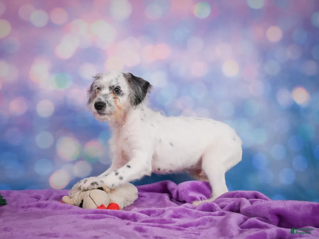 Mixed Breed dogs for sale: Clifford - Ad 2