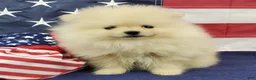 Pomeranian dogs for sale: Wynette - Ad 4