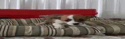 Mixed Breed dogs for sale: Sasha - Ad 1