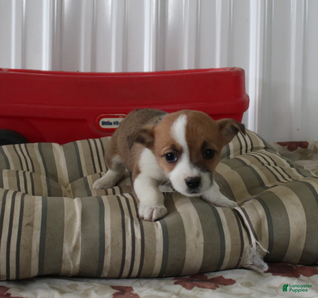 Mixed Breed dogs for sale: Sasha - Ad 1