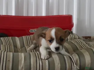 Mixed Breed dogs Sasha - Ad 17