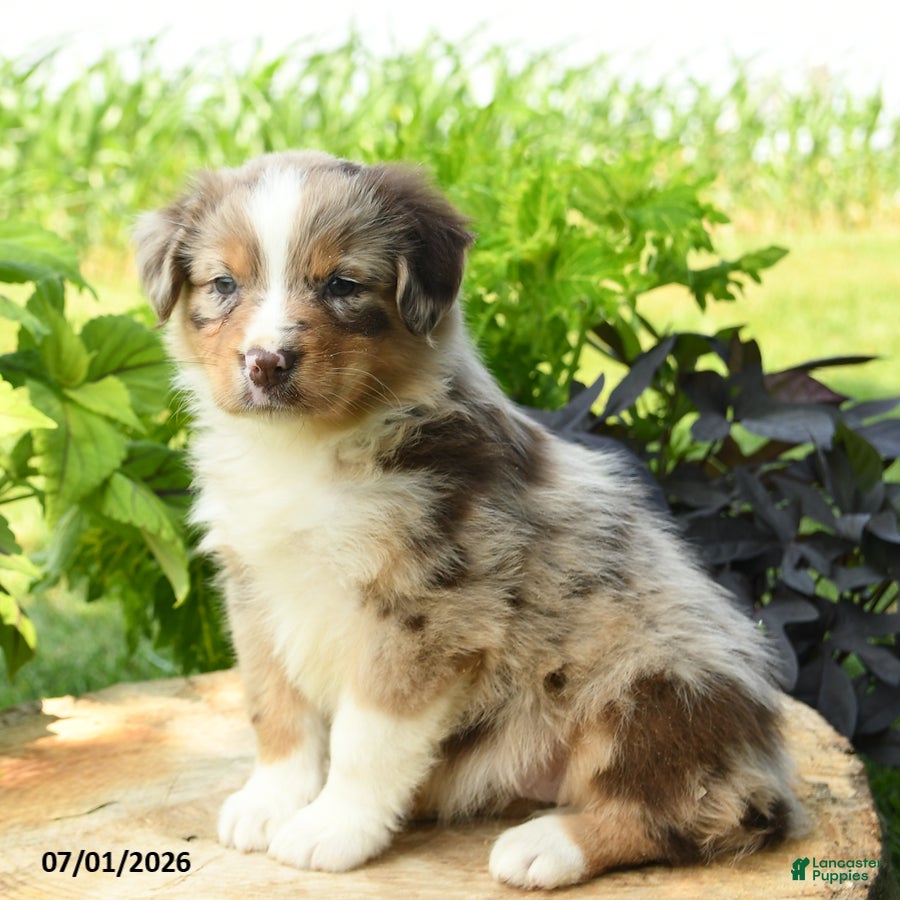 Australian Shepherd dogs Paisley - Ad 1
