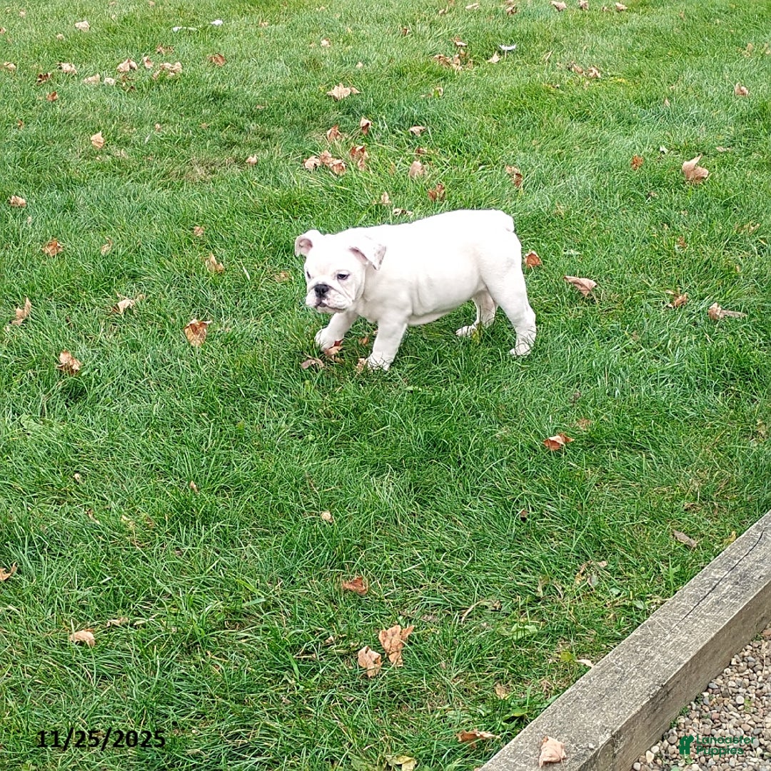 English Bulldog dogs for sale: Rayna - Ad 12