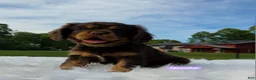 Cavalier King Charles Spaniel dogs for sale: Marsha - Ad 2