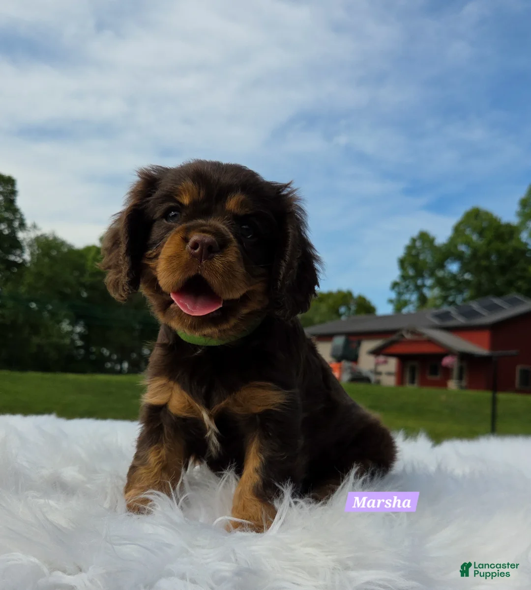 Cavalier King Charles Spaniel dogs for sale: Marsha - Ad 2