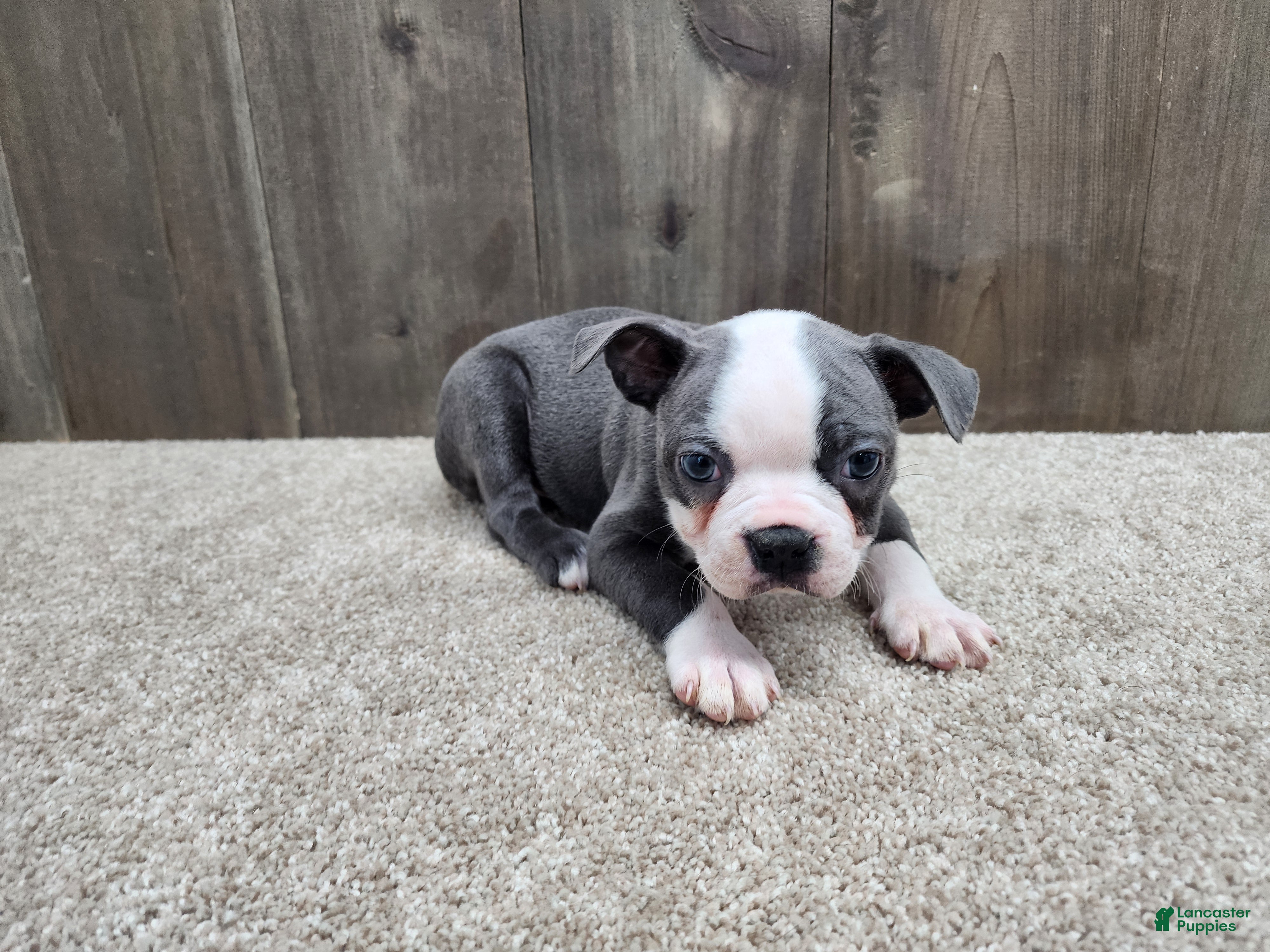 Boston Terrier dogs Boston Terrier Puppy 3 - Ad 1