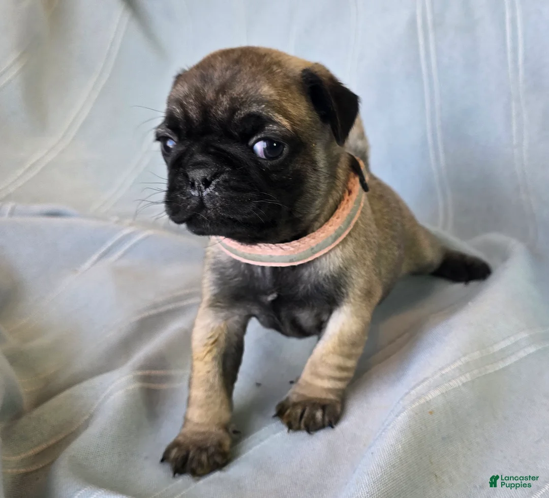 Pug dogs for sale: Norma Jean - Ad 9