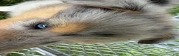 Collie dogs for sale: STARS & STRIPES will always Snuggle & Smile!  - AKC COLLIE PUP - Ad 6