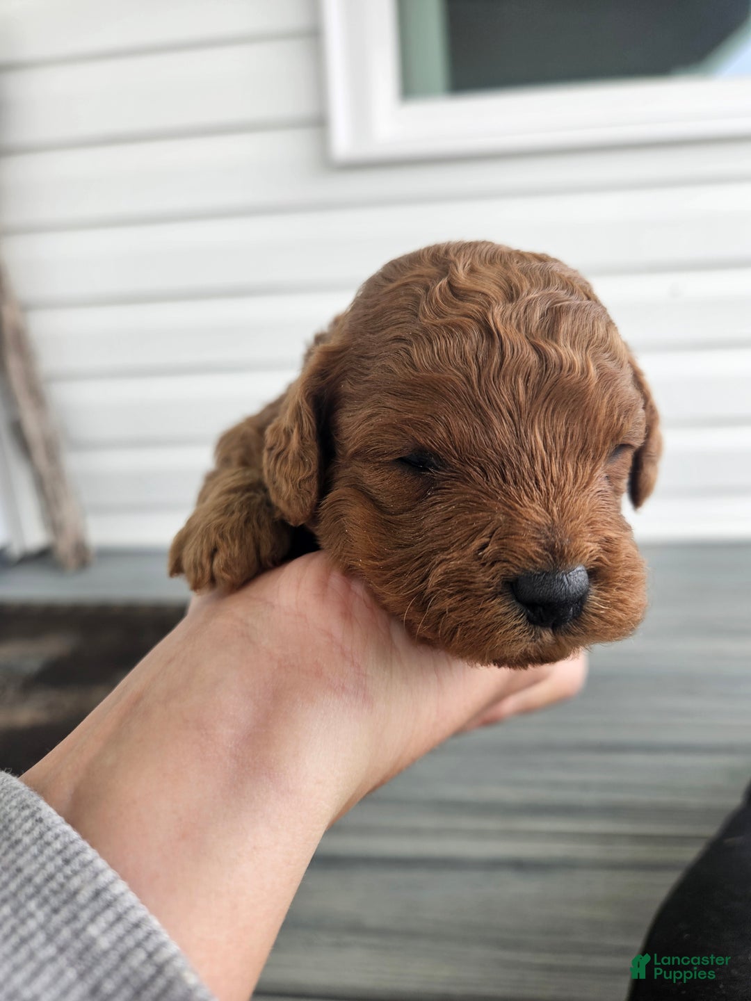 Cavapoo dogs for sale: Storm - Ad 2