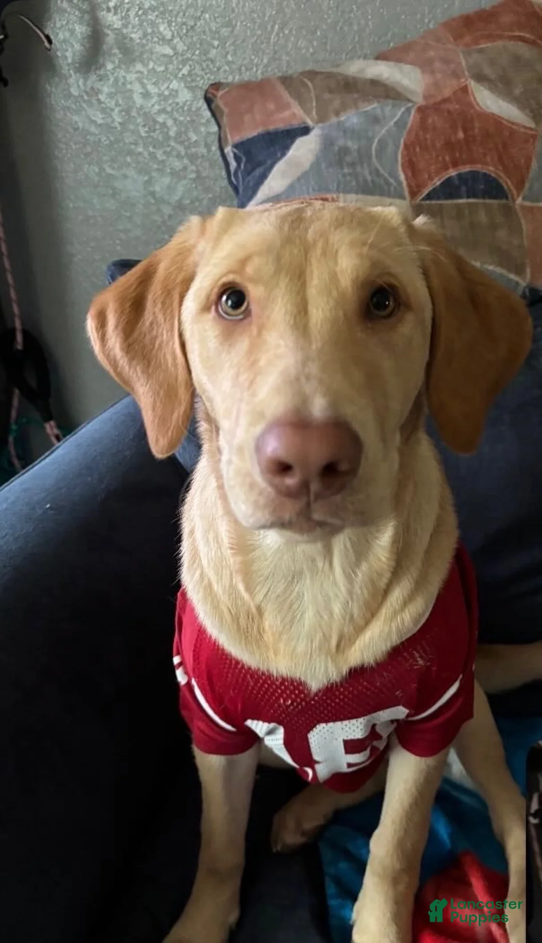Labrador Retriever dogs for sale: Simon (blue)  - Ad 16