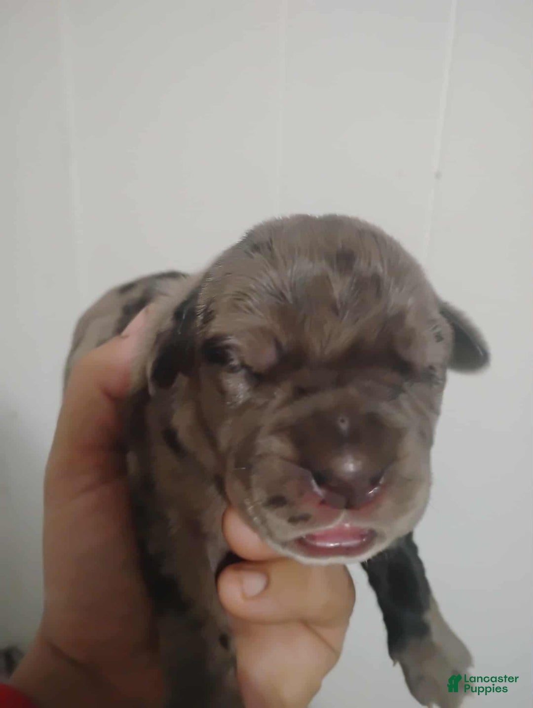 Cane Corso dogs for sale: Cane Corso Puppy 1 - Ad 3