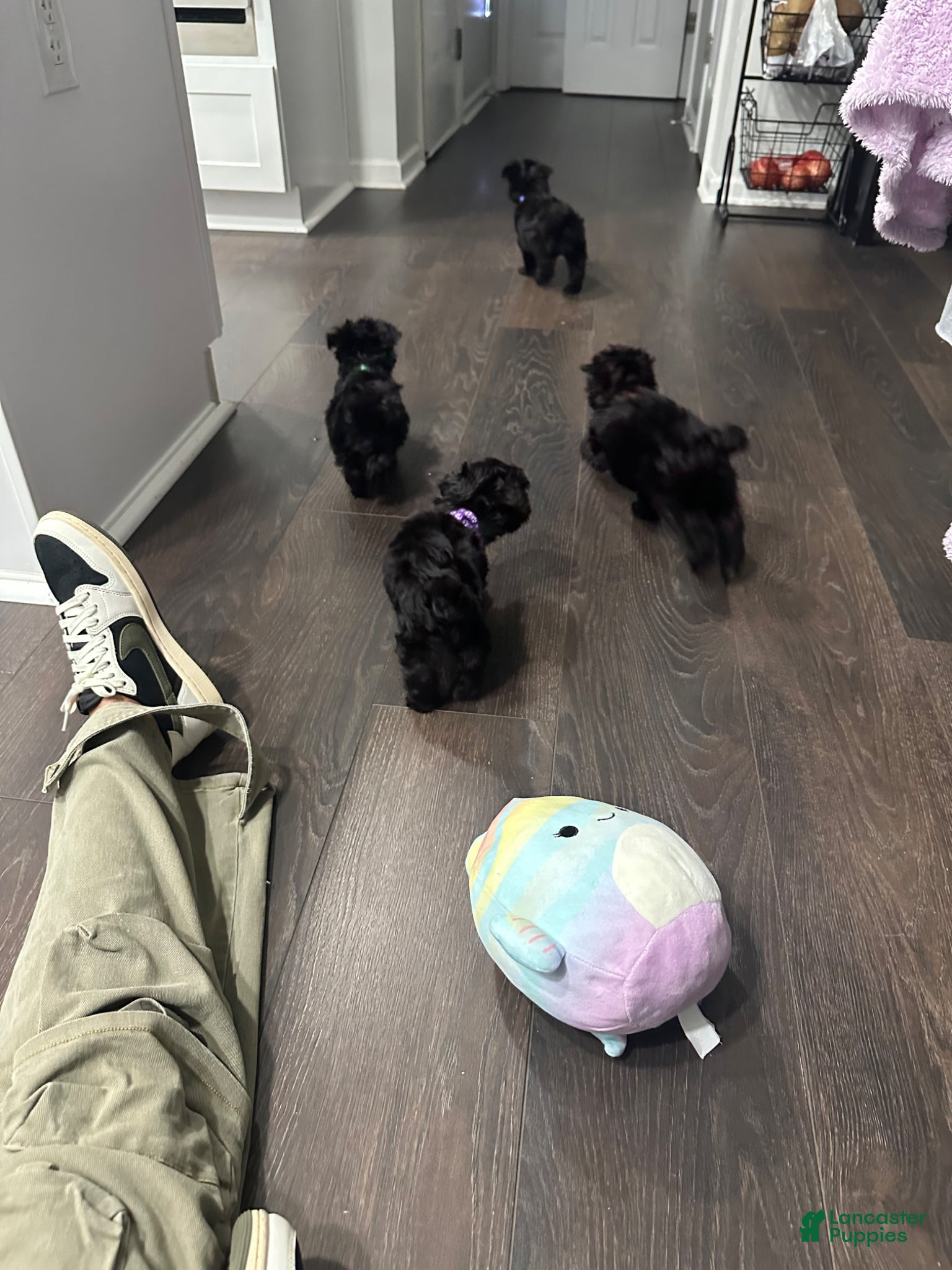 Yorkiepoo dogs Yorkiepoo Puppy - Blue - Ad 40