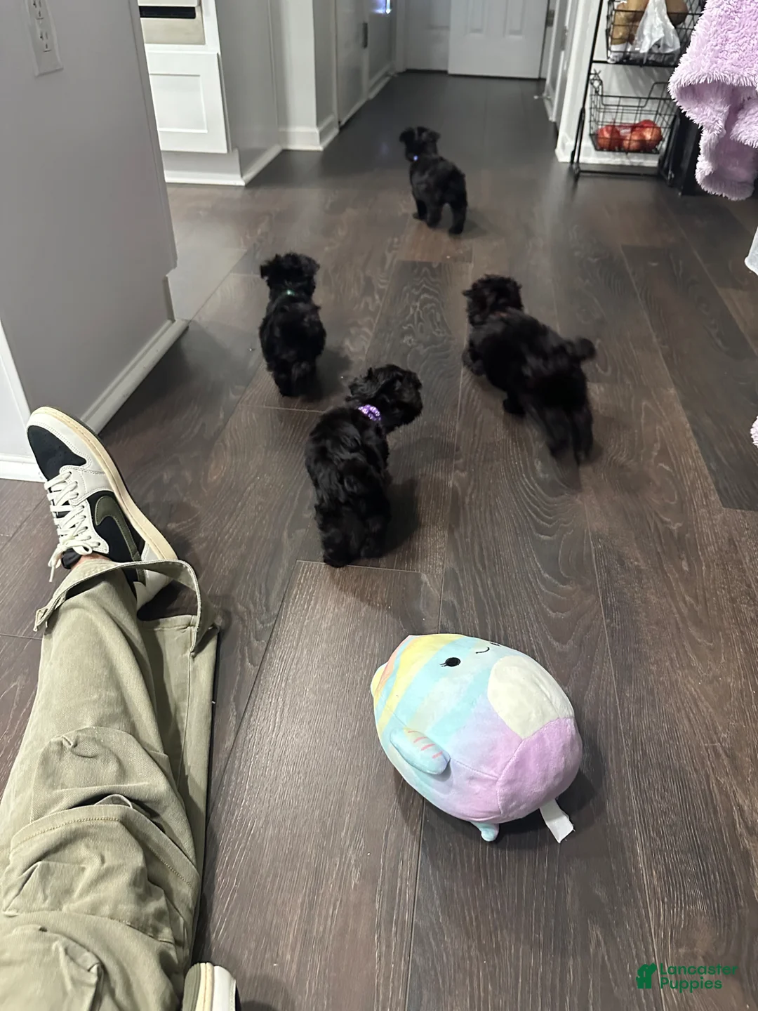Yorkiepoo dogs for sale: Yorkiepoo Puppy - Blue - Ad 1