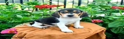 Beagle dogs for sale: Henry - Ad 5