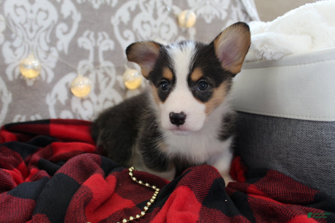 Welsh Corgi Pembroke dogs for sale: Jingles - Ad 11