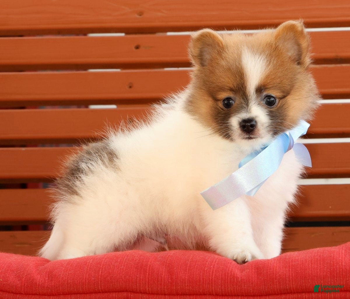 Pomeranian dogs Sawyer - Ad 1