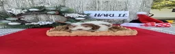 Bernedoodle dogs for sale: Bernedoodle 1 - Ad 1