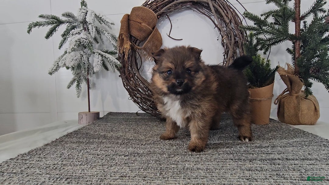 Pomeranian dogs for sale: Cookie - Ad 1