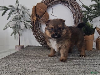 Pomeranian dogs Cookie - Ad 22