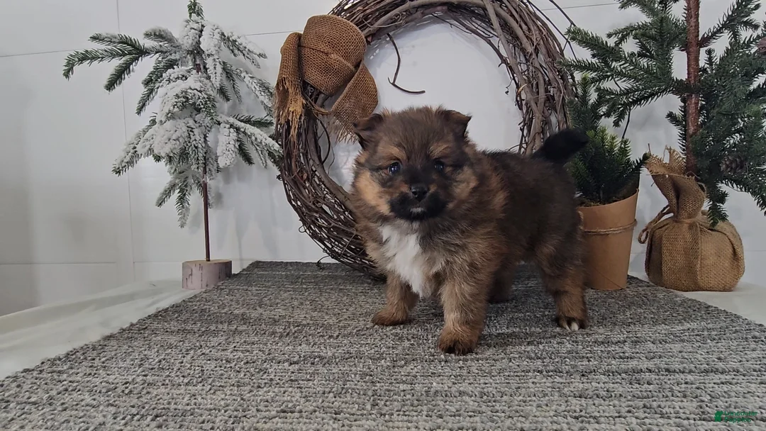 Pomeranian dogs for sale: Cookie - Ad 1