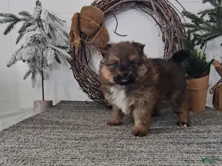 Pomeranian dogs Cookie - Ad 31