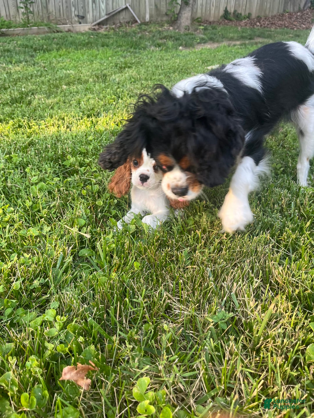 Gallery Image {{count}}