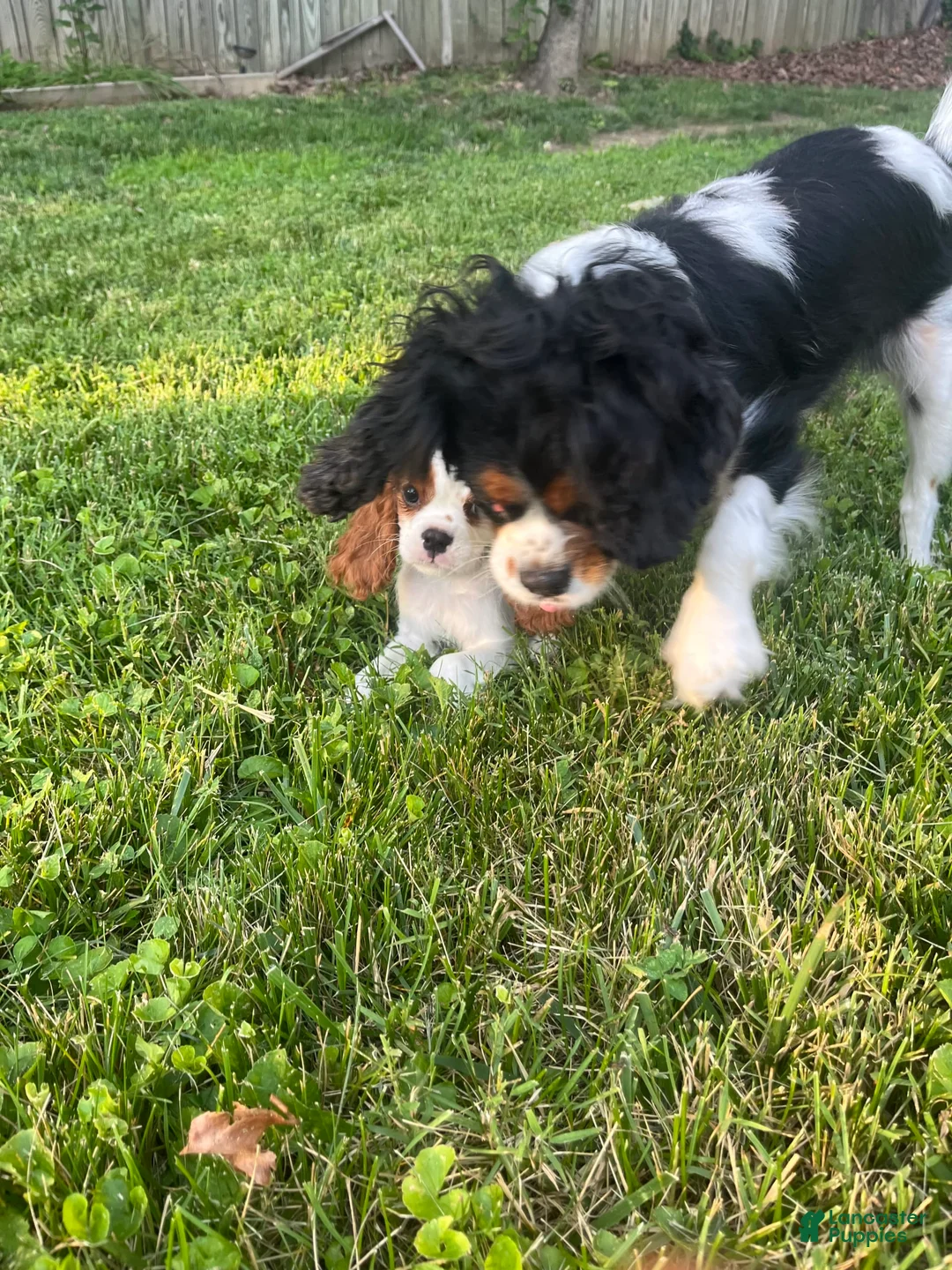 Gallery Image {{count}}