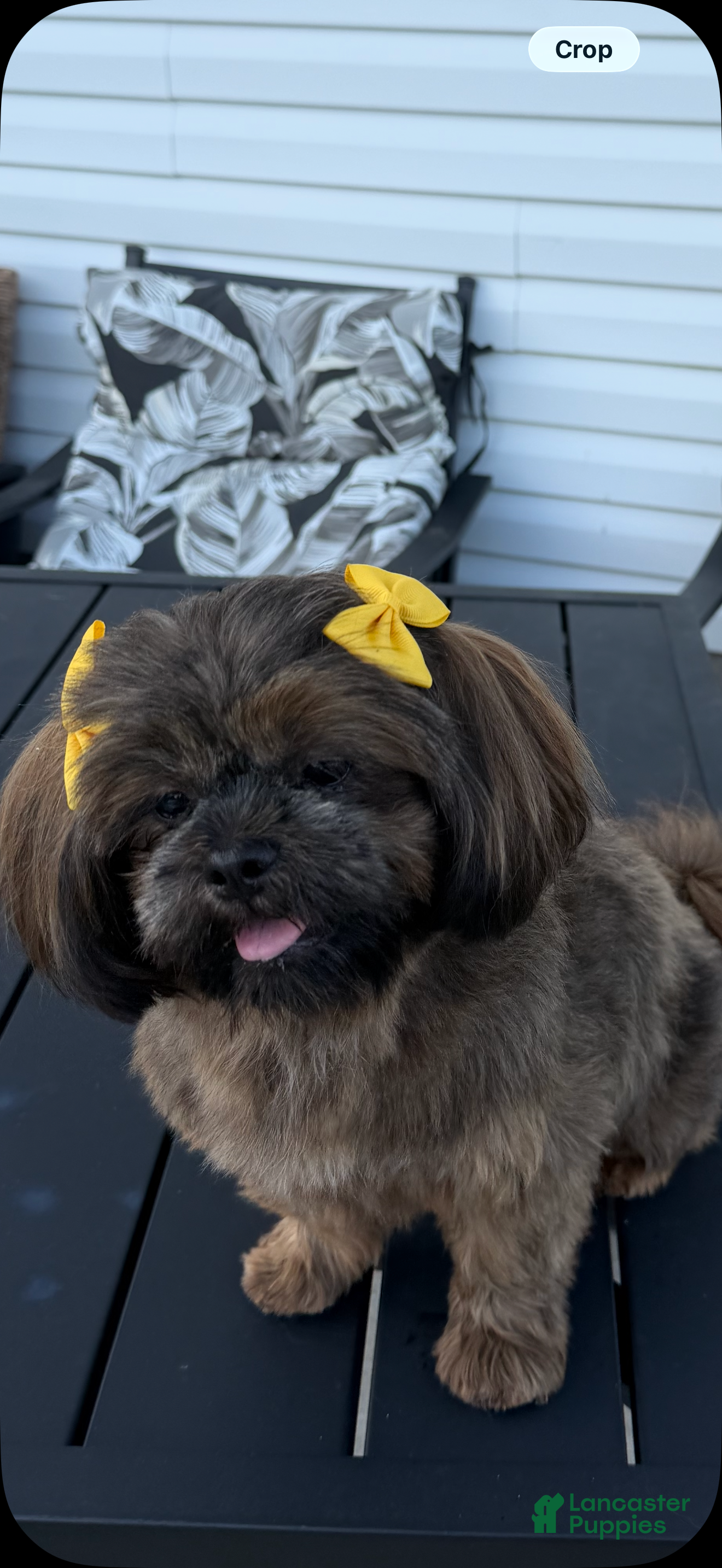 Shih Tzu dogs Shih Tzu 1 - Ad 2