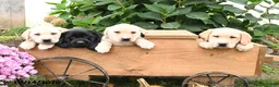 Labrador Retriever dogs for sale: Gumdrop - Ad 5