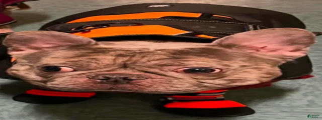 Poppa