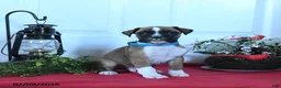Boxer dogs for sale: Marley - Ad 2