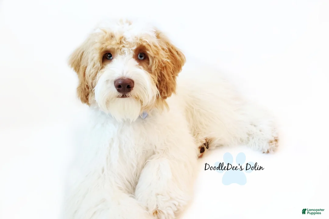 Goldendoodle dogs for sale: English Goldendoodle: Yellow Girl - Ad 4