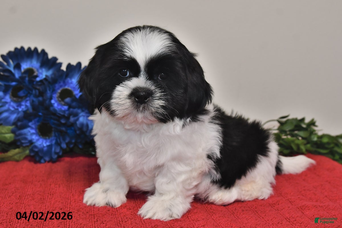 Shih Tzu dogs Noah - Ad 2