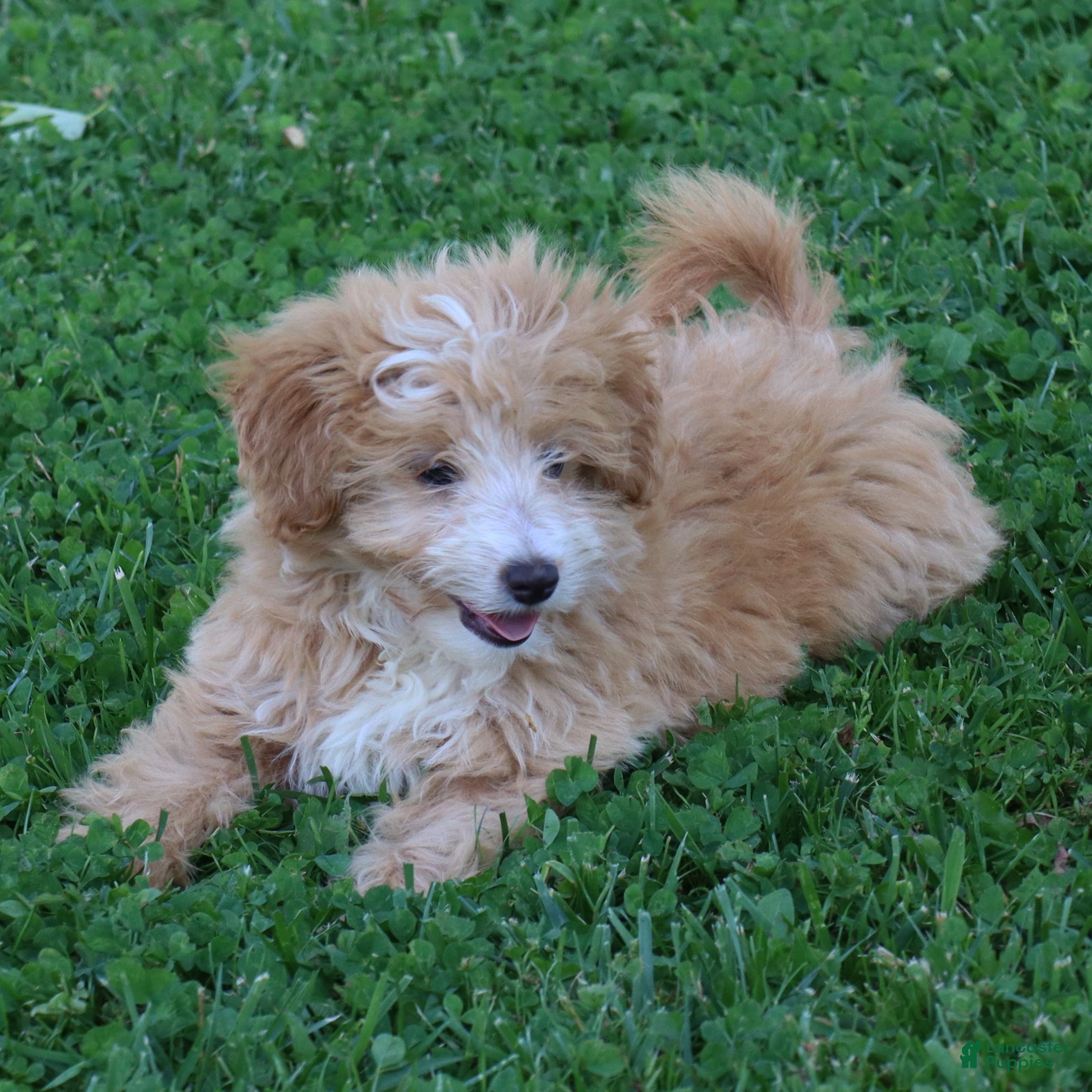 Mini Goldendoodle dogs Jamie - Ad 2