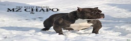 American Bully dogs for sale: COW PATCH BULLY  - Ad 5