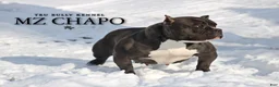 American Bully dogs for sale: COW PATCH BULLY  - Ad 6