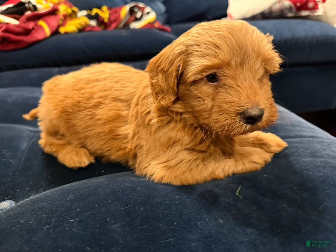 Aussiedoodle dogs for sale: Chunk - Ad 2