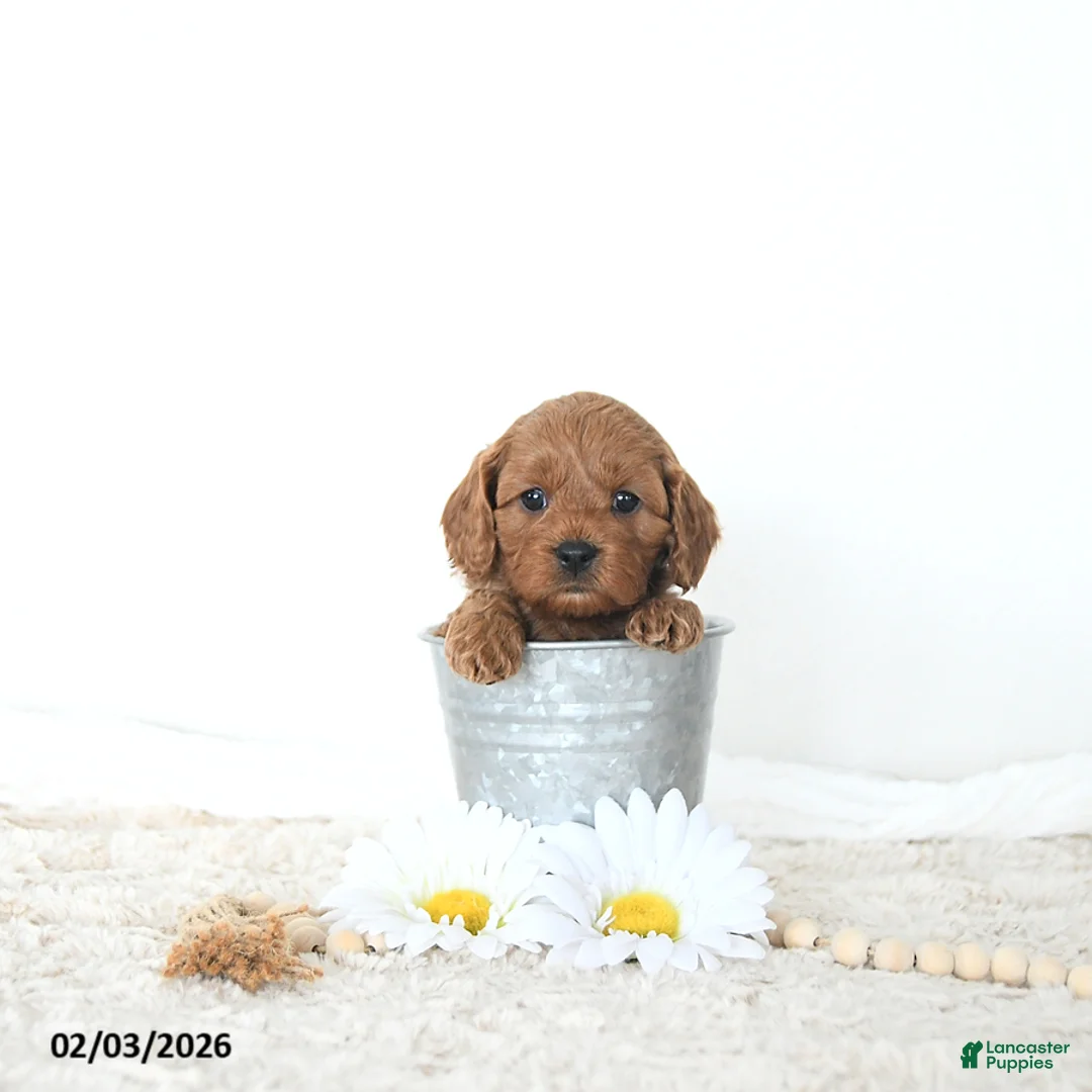 Cavapoo dogs for sale: Riley EXTRA SMALL - Ad 2