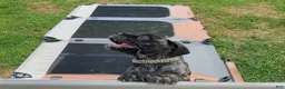 Cane Corso dogs for sale: Cane Corso 6 - Ad 25