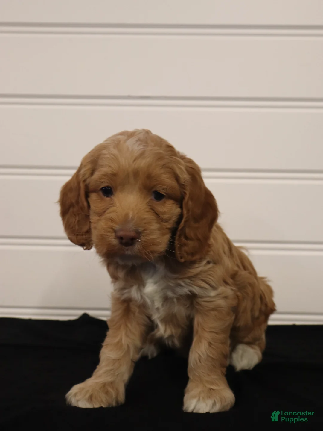 Cockapoo dogs for sale: Willow - Ad 4