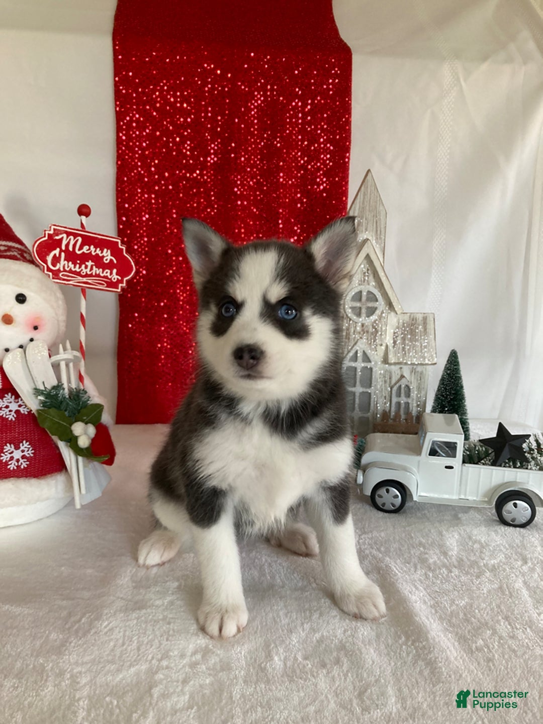 Pomsky dogs for sale: Milo - Ad 3