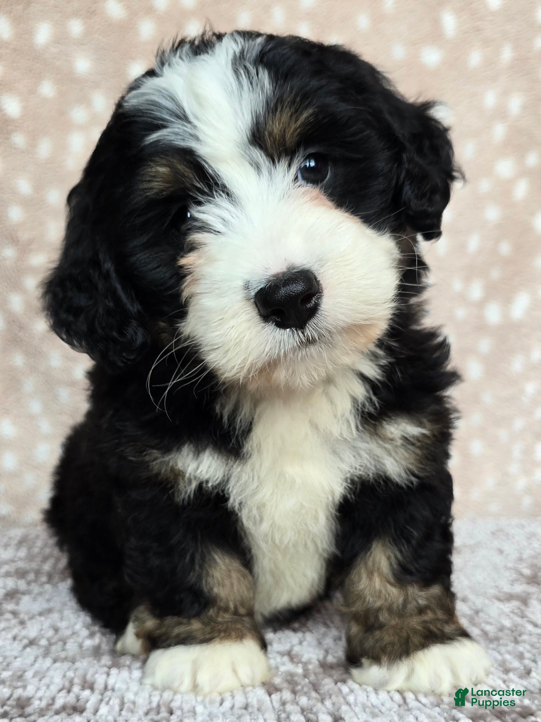 Mini Bernedoodle dogs Mini Poppy - Ad 1