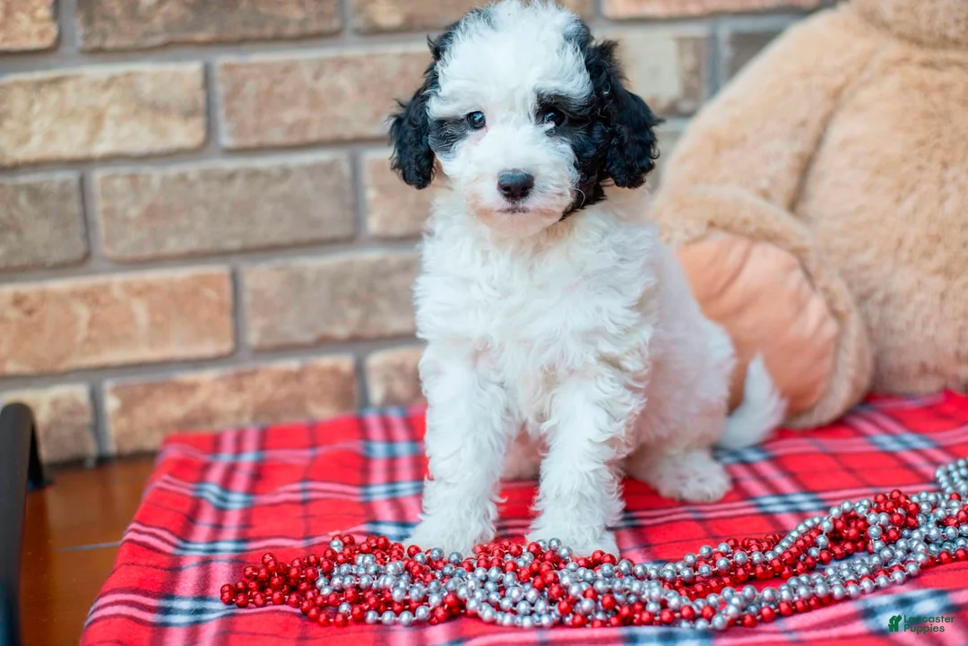 Gallery Image {{count}}