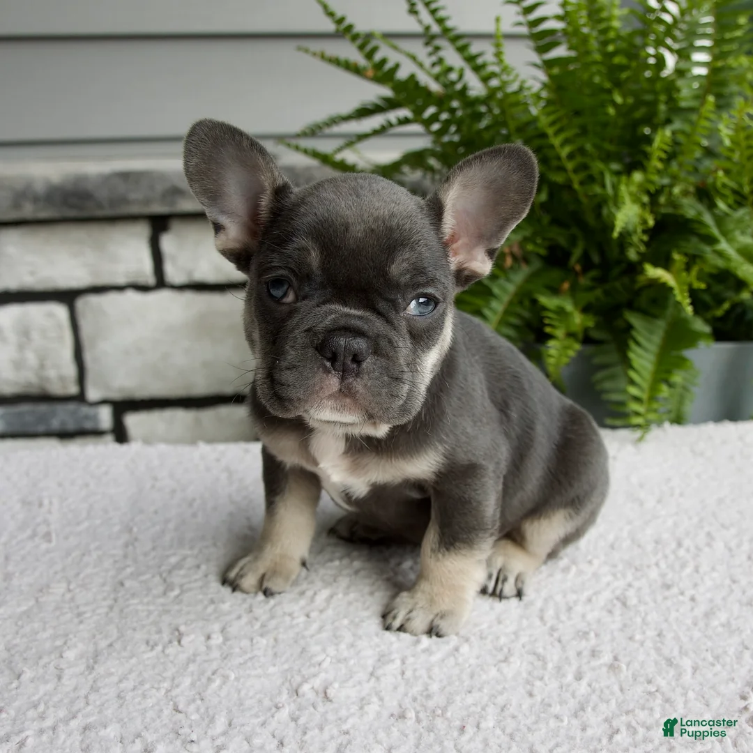 French Bulldog dogs for sale: Noah - Ad 7