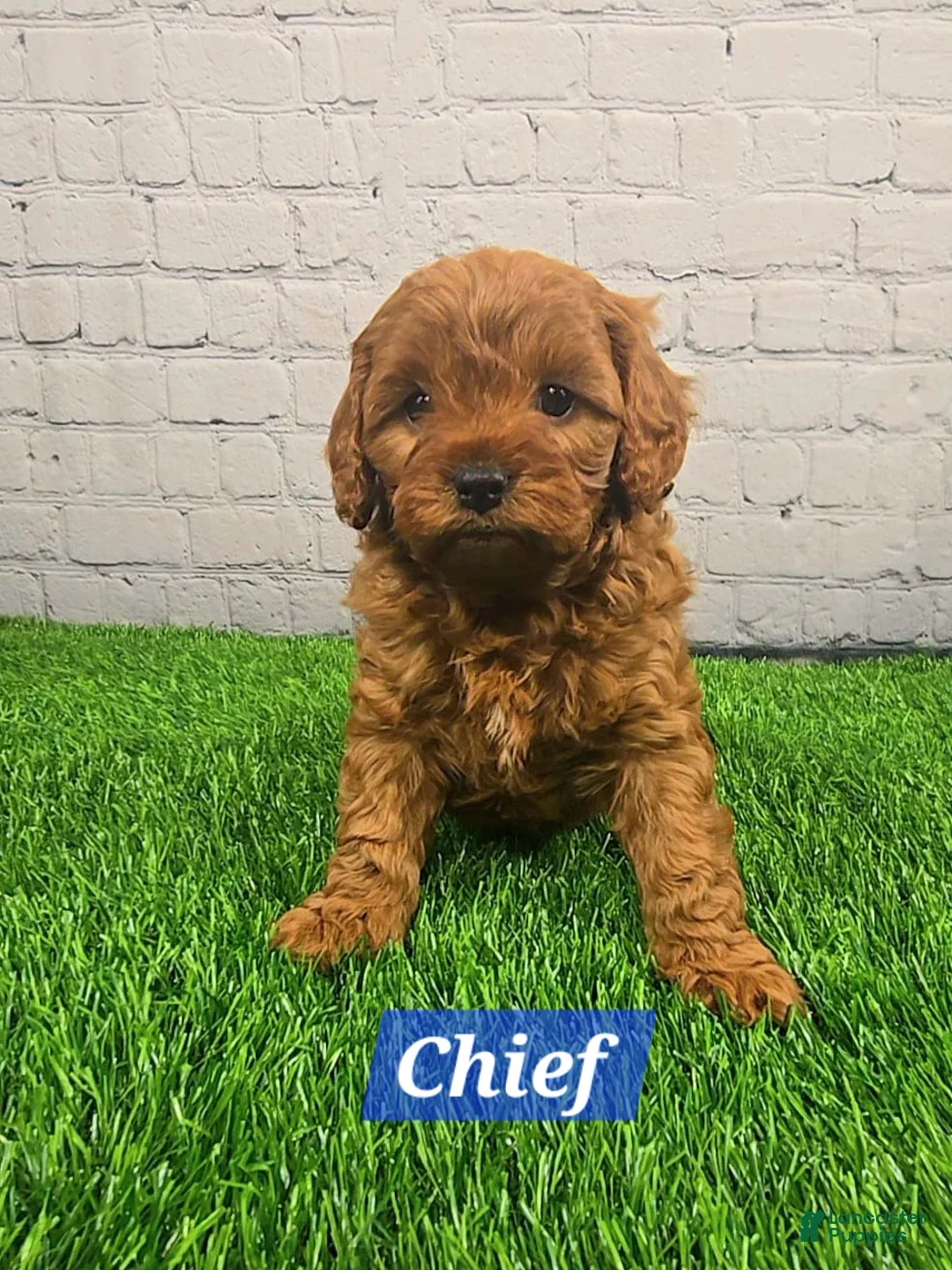 Cavapoo dogs for sale: Chief  - Ad 3
