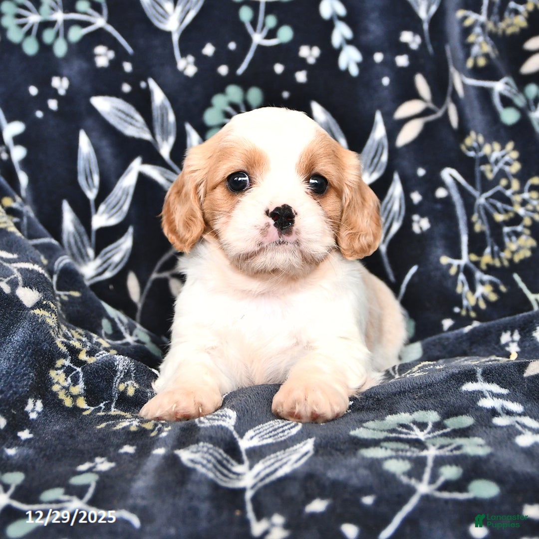 Mixed Breed dogs for sale: Beauty - Ad 1