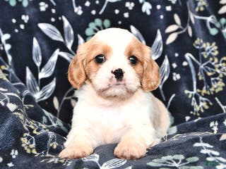 Mixed Breed dogs Beauty - Ad 41