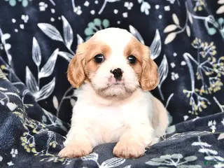 Mixed Breed dogs Beauty - Ad 24